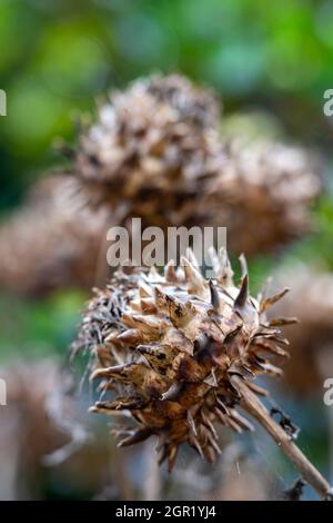 Burdock minore (Arctium meno) teste di semina (bave) Foto Stock