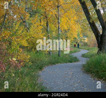 Uomo e donna che camminano lungo un sentiero attraverso una foresta di pioppi Aspen - Balsam in un parco cittadino, stagione autunnale, Canada Foto Stock