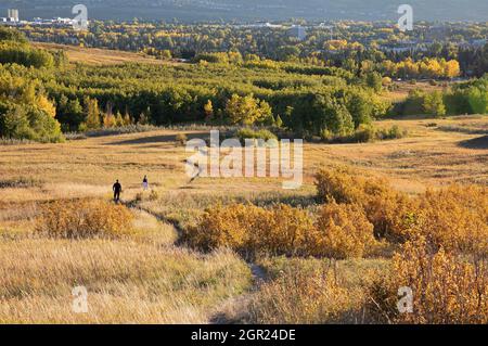 Uomo e donna che camminano lungo un sentiero attraverso praterie prateria in una piccola foresta nel Nose Hill Natural Environment Park, stagione autunnale Foto Stock