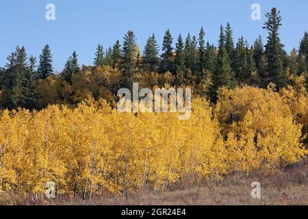 Uno dei più easterly stand della foresta di Douglas Fir in Canada con White Spruce e tremanti alberi di Aspen nel fogliame autunnale, Edworthy Park, Calgary Foto Stock