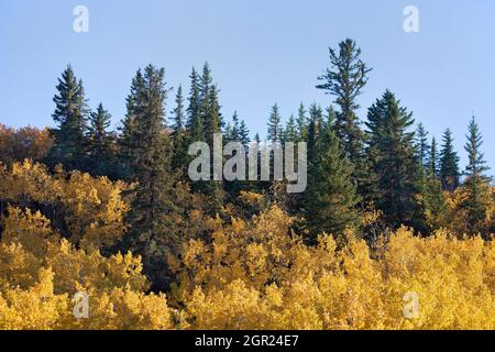 Uno dei più easterly stand della foresta di Douglas Fir in Canada con White Spruce e tremanti alberi di Aspen nel fogliame autunnale, Edworthy Park, Calgary Foto Stock