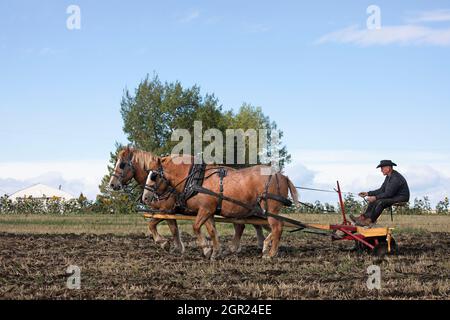 Team di guida contadina di due cavalli belgi da tiro, coltivando un campo agricolo dopo il raccolto in modo tradizionale con un vecchio erpice a disco sulle praterie, Canada Foto Stock