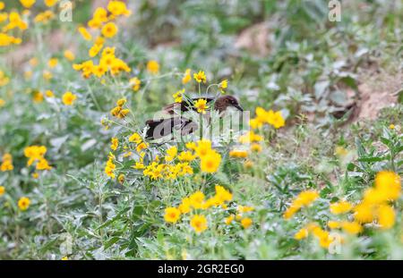 Una femmina Grackle dalla coda grande vola nel mezzo di fiori selvatici gialli in un habitat semi-arido alla ricerca di cibo. Foto Stock