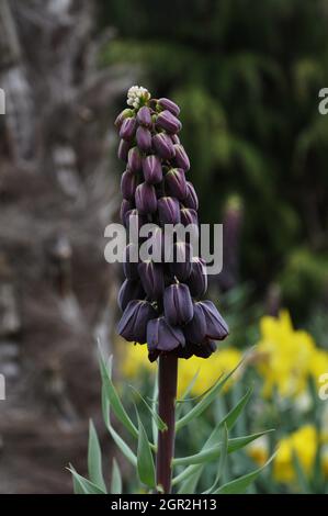 Persische Fritilaria Foto Stock