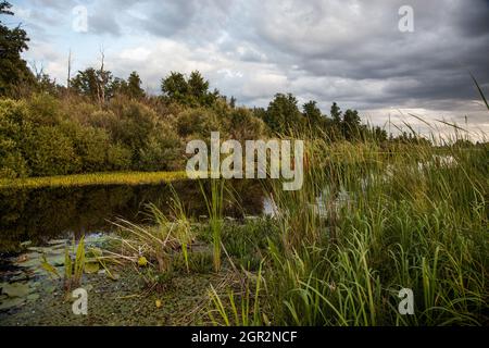 Cattail che cresce lungo la riva di un fiume in una mattinata di nebbia Foto Stock