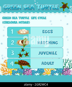 Diagram showing life cycle of Turtle Stock Vector