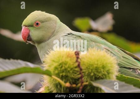 Richmond, Londra, Regno Unito. 30 settembre 2021. Un parakeet dal collo ad anello astuto riesce a aprire una castagna e nibbles su di essa in tempo autunnale con venti gustosi e temperature fresche in tutta Londra. Credit: Imagplotter/Alamy Live News Foto Stock