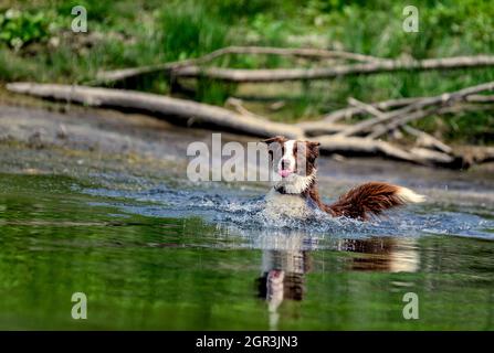 Cane pastore australiano che corre nel fiume per recuperare una palla Foto Stock