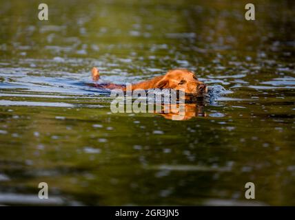 Golden Retriever cane nuoto per recuperare una palla nel fiume Foto Stock