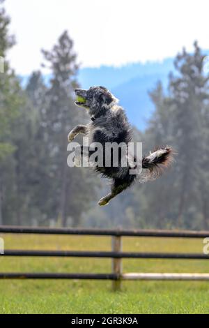 Confine Collie cattura la palla a mezz'aria Foto Stock