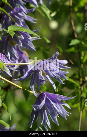 Blu double Atragene (Clematis) varietà Cecile fiorisce nel giardino. Bella blu estate fiori in un giardino verticale il giardinaggio. Foto Stock