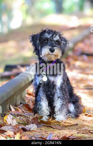Miniatura schnauzer all'aperto in autunno bosco Foto Stock