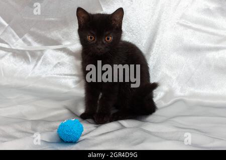 black bombay gattino gatto con palla carino Foto Stock