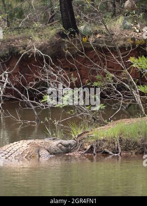 Grande coccodrillo in Sudafrica Foto Stock