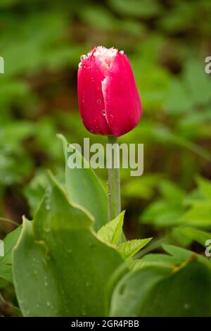 Tulipano rosso chiuso in verde bella vegetazione con rugiada del mattino Foto Stock