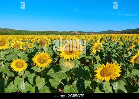 Campo di girasole in una mattinata luminosa Foto Stock