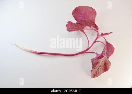 Gli spinaci rossi, Amaranthus dubius, prende il nome dalle sue foglie luminose e rosse. Le verdure frondosi sono una dieta di base in molte parti dell'India Foto Stock