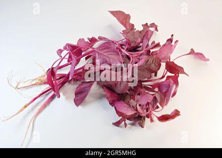 Gli spinaci rossi, Amaranthus dubius, prende il nome dalle sue foglie luminose e rosse. Le verdure frondosi sono una dieta di base in molte parti dell'India Foto Stock