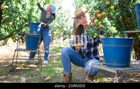 Donna contadina che raccoglie pere mature in frutteto Foto Stock