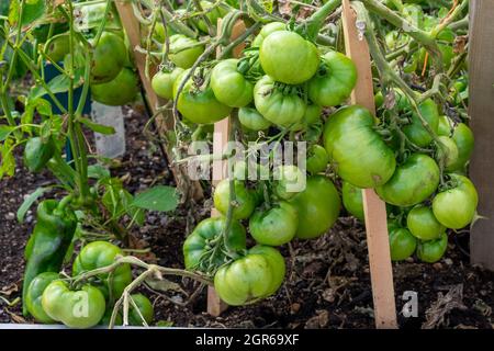 Un mazzetto di grandi pomodori verdi non maturi appesi su una vite stava venendo trattenuto in su. Ci sono grandi foglie verdi profonde con vene profonde sul coltivato Foto Stock