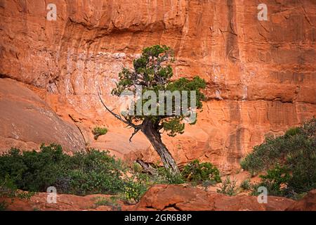 Juniper Against Rock Wall - un piccolo albero di ginepro sopravvissuto nel deserto nel Parco Nazionale di Arches Foto Stock