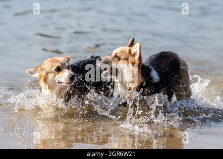 Welsh Corgi Pembroke Dog nuota nel lago e gode Di una giornata di sole