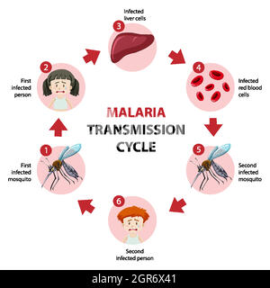 Infografica informativa sul ciclo di trasmissione della malaria Illustrazione Vettoriale