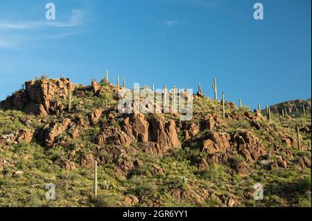 Saguaro Cactus in collina nel paesaggio desertico di sonora Foto Stock