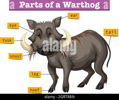 Diagramma che mostra parti di warthong Illustrazione Vettoriale