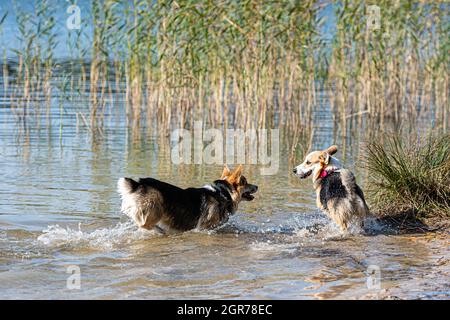 Diversi Happy Welsh Corgi Dogs che giocano e saltano in acqua sulla spiaggia di sabbia