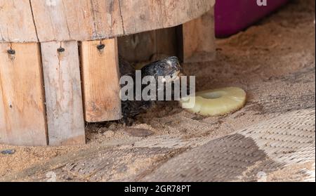 Sulla costa del golfo di Tartaruga scatola Foto Stock