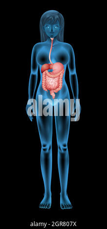 Femmina sistema digestivo Illustrazione Vettoriale