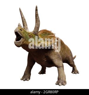 Triceratops horridus, dinosauro isolato su sfondo bianco (illustrazione paleoart 3d) Foto Stock