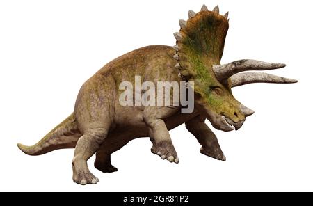 Triceratops horridus, dinosauro isolato su sfondo bianco (3D paleoart rendering) Foto Stock
