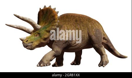 Triceratops horridus, dinosauro isolato su sfondo bianco (rendering paleoart 3d) Foto Stock