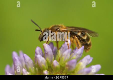 Primo piano su un'ape del solco comune femminile, Lasioglossum calceatum Foto Stock