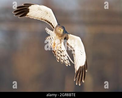Falco maschio dell'Harrier settentrionale in volo Foto Stock