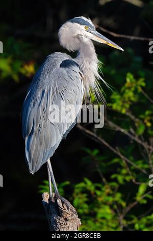 Great Blue Heron in piedi in un albero Foto Stock