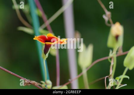 Primo piano di una singola Thunbergia arancione alata Bojer ex Sims ( Susanne con occhi neri ) Foto Stock