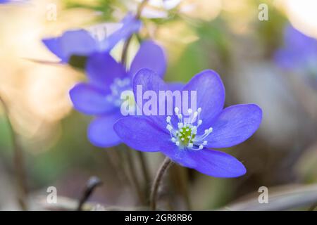 Hepatica Nobilis - fiori di primavera blu sul pavimento della foresta Foto Stock