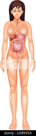 Apparato digestivo umano Illustrazione Vettoriale
