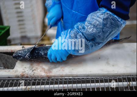 Un lavoratore taglia la testa di una trota con un coltello. Foto Stock