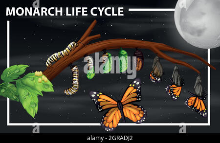 Diagramma del ciclo di vita Monarch Illustrazione Vettoriale