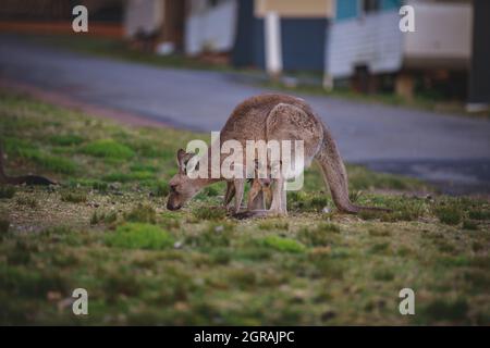 Canguro grigio orientale femmina con il suo Joey Foto Stock