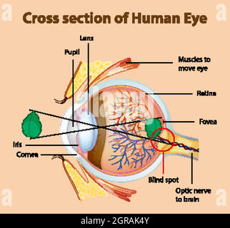 Diagramma che mostra la sezione trasversale dell'occhio umano Illustrazione Vettoriale