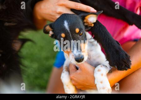 Primo piano di un bel cane adorabile Jack Russell Terrier nelle mani di una donna Foto Stock