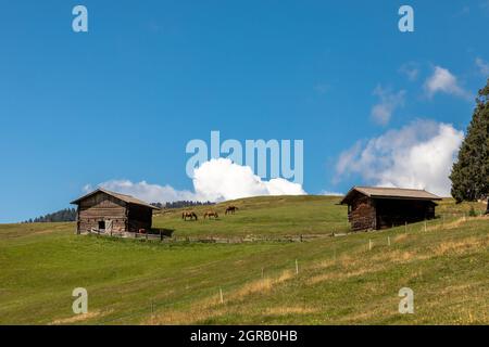 Cavalli sull'Alpe di Siusi, Alpe di Siusi, Alto Adige Foto Stock