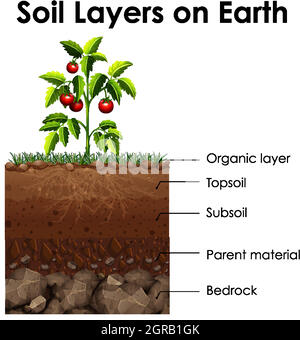 Diagramma che mostra strati di suolo su terra Illustrazione Vettoriale