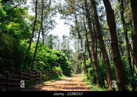 Songaksan strada forestale verde montagna a Jeju Island, Corea Foto Stock