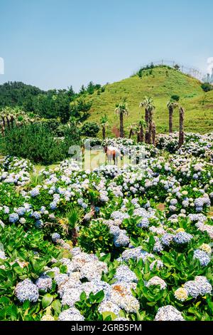 Songaksan montagna hydrangea campo di fiori e cavallo a Jeju Island, Corea Foto Stock